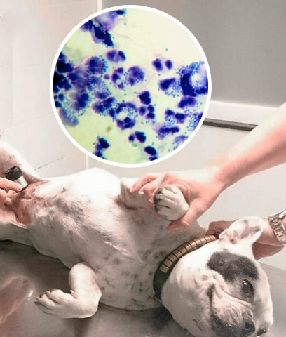 diagnostico_veterinario